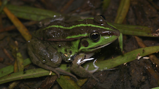 トウキョウダルマガエル