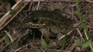 トウキョウダルマガエル