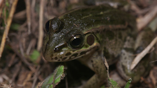 トウキョウダルマガエル