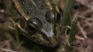 トウキョウダルマガエル