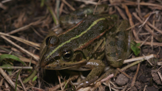 トウキョウダルマガエル