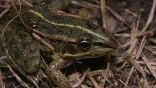 トウキョウダルマガエル