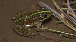 トウキョウダルマガエル