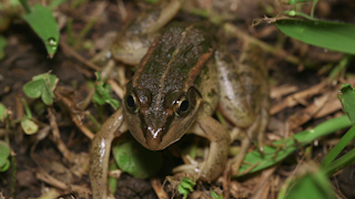 トウキョウダルマガエル