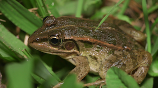 トウキョウダルマガエル