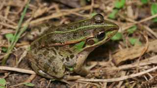 トウキョウダルマガエル