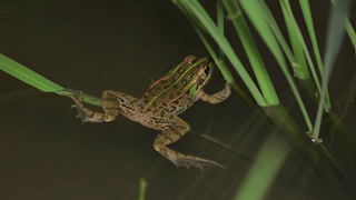 トウキョウダルマガエル