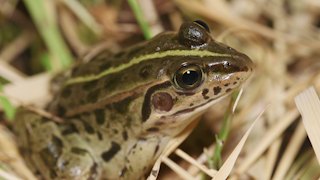 トウキョウダルマガエル