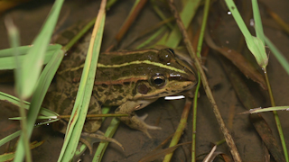 トウキョウダルマガエル