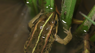 逃げ出すトウキョウダルマガエル