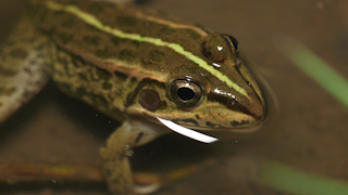 逃げ出すトウキョウダルマガエル