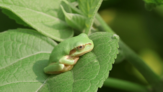 ニホンアマガエル