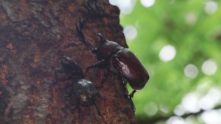 樹液を吸うカブトムシ