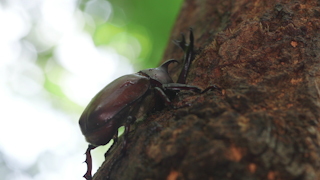 樹液を吸うカブトムシ