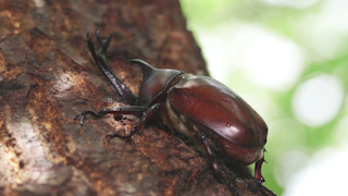 樹液を吸うカブトムシ