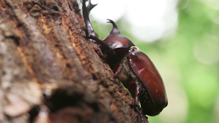 樹液を吸うカブトムシ