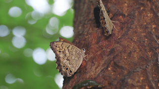 樹液を吸うサトキマダラヒカゲ