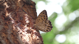 樹液を吸うサトキマダラヒカゲ