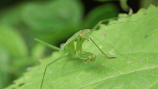 オオカマキリ