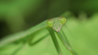 オオカマキリ