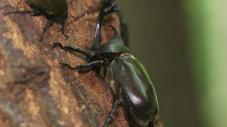 樹液を吸うカブトムシ