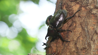 樹液を吸うカブトムシ