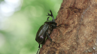 樹液を吸うカブトムシ