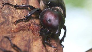 樹液を吸うカブトムシ