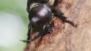 樹液を吸うカブトムシ