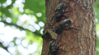 樹液を吸うカブトムシ