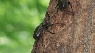 樹液を吸うカブトムシ