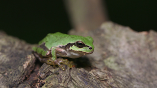 ニホンアマガエル