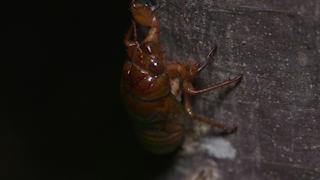 木を登るアブラゼミの幼虫