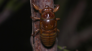 木を登るアブラゼミの幼虫