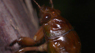 木を登るアブラゼミの幼虫