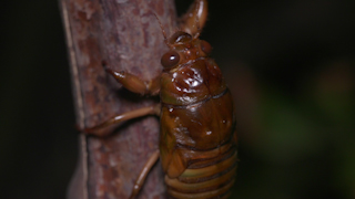 木を登るアブラゼミの幼虫