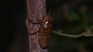 木を登るアブラゼミの幼虫