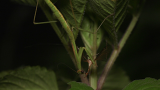 ガガンボを食べるオオカマキリ