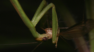 ガガンボを食べるオオカマキリ