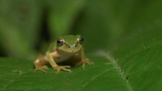 ニホンアマガエル