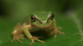 ニホンアマガエル