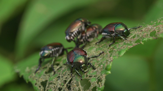 葉を食べるマメコガネ