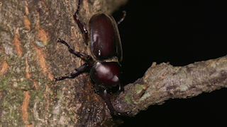 樹液を吸うカブトムシ