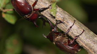 樹液をめぐって争うカブトムシ