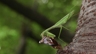 アブラゼミを食べるオオカマキリ