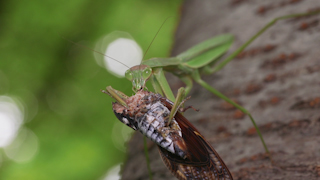 アブラゼミを食べるオオカマキリ