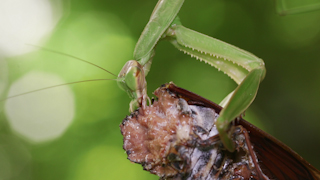 アブラゼミを食べるオオカマキリ