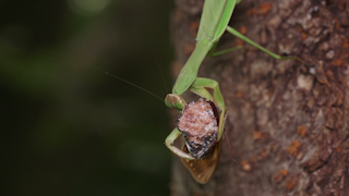 アブラゼミを食べるオオカマキリ