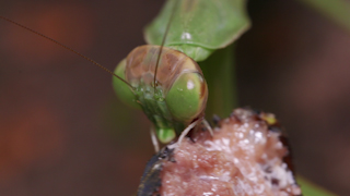 アブラゼミを食べるオオカマキリ