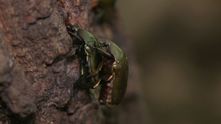 カナブンの交尾